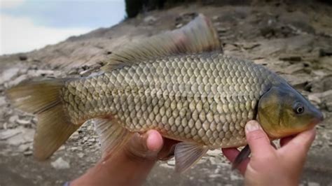 18 Types of Carp Species Explained .